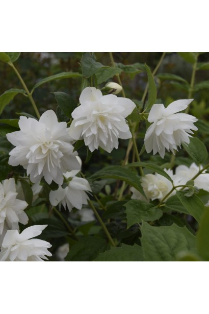 Philadelphus Pearls of Perfume